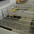 Galvanized farrowing crates pig farming equipment